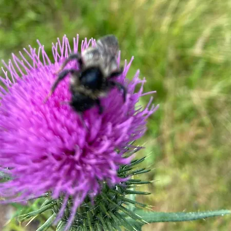 Апартаменты Charaktervolle Whg Mit Parkplatz Naehe Kassel *