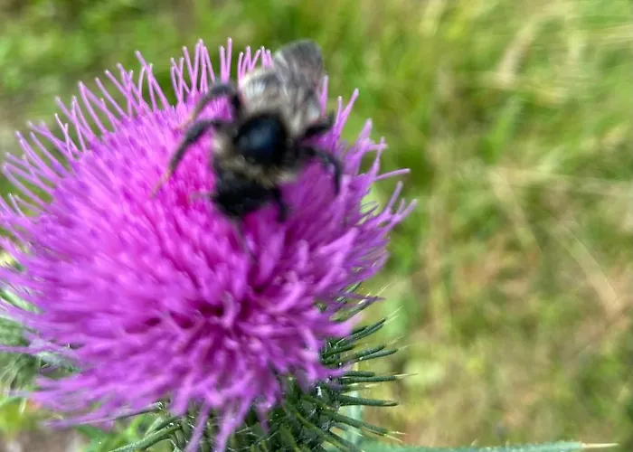 Апартаменты Charaktervolle Whg Mit Parkplatz Naehe Kassel *